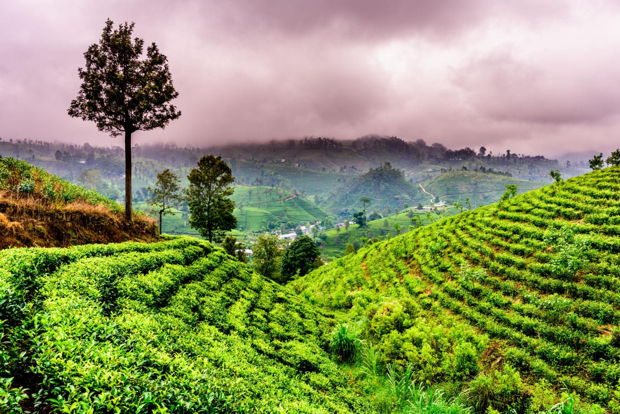 Green tea terraces on misty hills in Sri Lanka